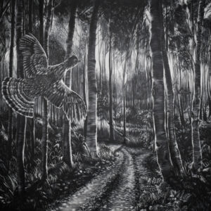 An image of black and white scratchboard engraving of the North Woods of aspen with a road that diverges into two paths with a ruffed grouse flushing. The scene is backlit as the sun sinks down at dusk.