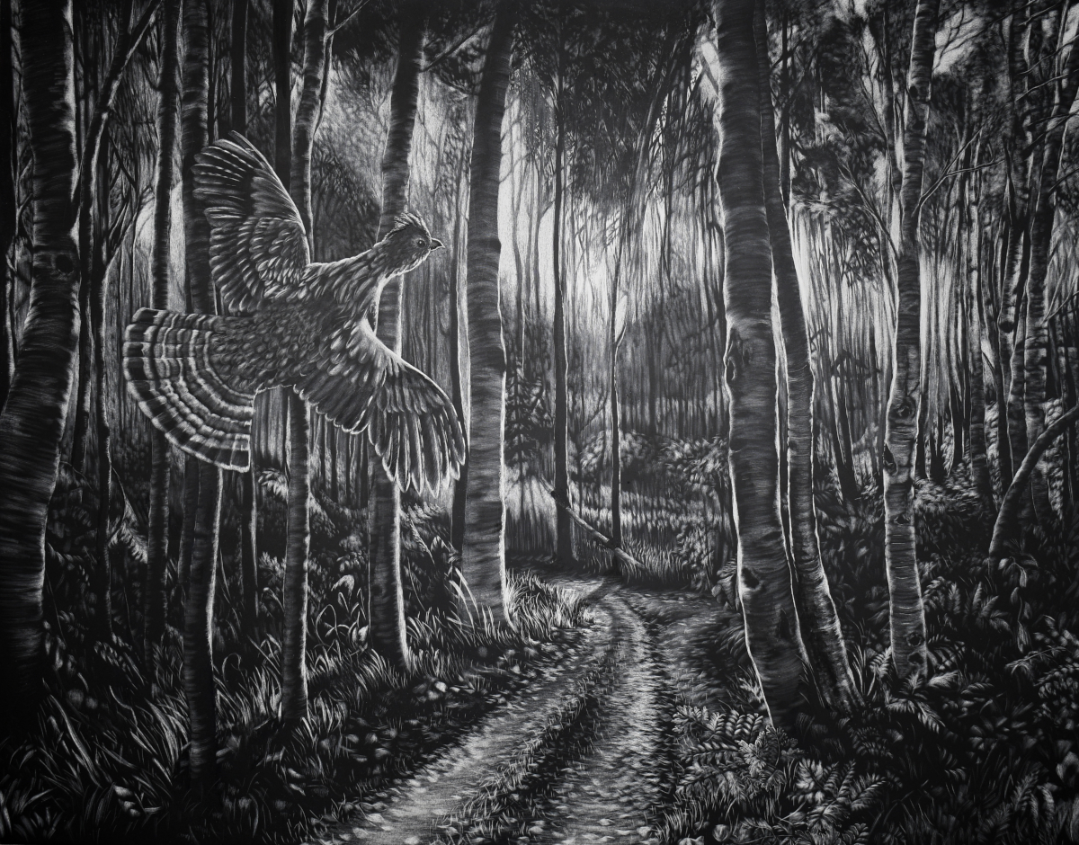 An image of black and white scratchboard engraving of the North Woods of aspen with a road that diverges into two paths with a ruffed grouse flushing. The scene is backlit as the sun sinks down at dusk.