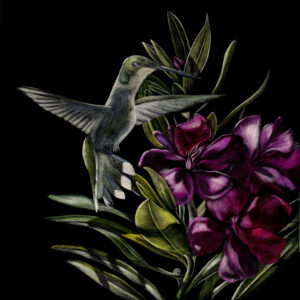 The image shows a colorful scratchboard artwork of a female ruby throated hummingbird suspended in flight in front of a Nerium Orleander plant in full bloom in brilliant pink. The artwork is rendered in scratchboard and ink by Wildlife Artist Lindsey Kiser.