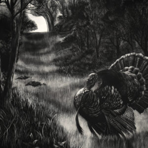 The photo is of a black and white scratchboard by Lindsey Kiser, a wildlife artist, and shows a Tom turkey, an eastern wild turkey, strutting in an open meadow at a river bottom with a bank of dark trees and intricate branches behind the gobbler and a large tree on the left. The gobbler is looking to impress the two hens that are in the distance and up the hill from the Tom.