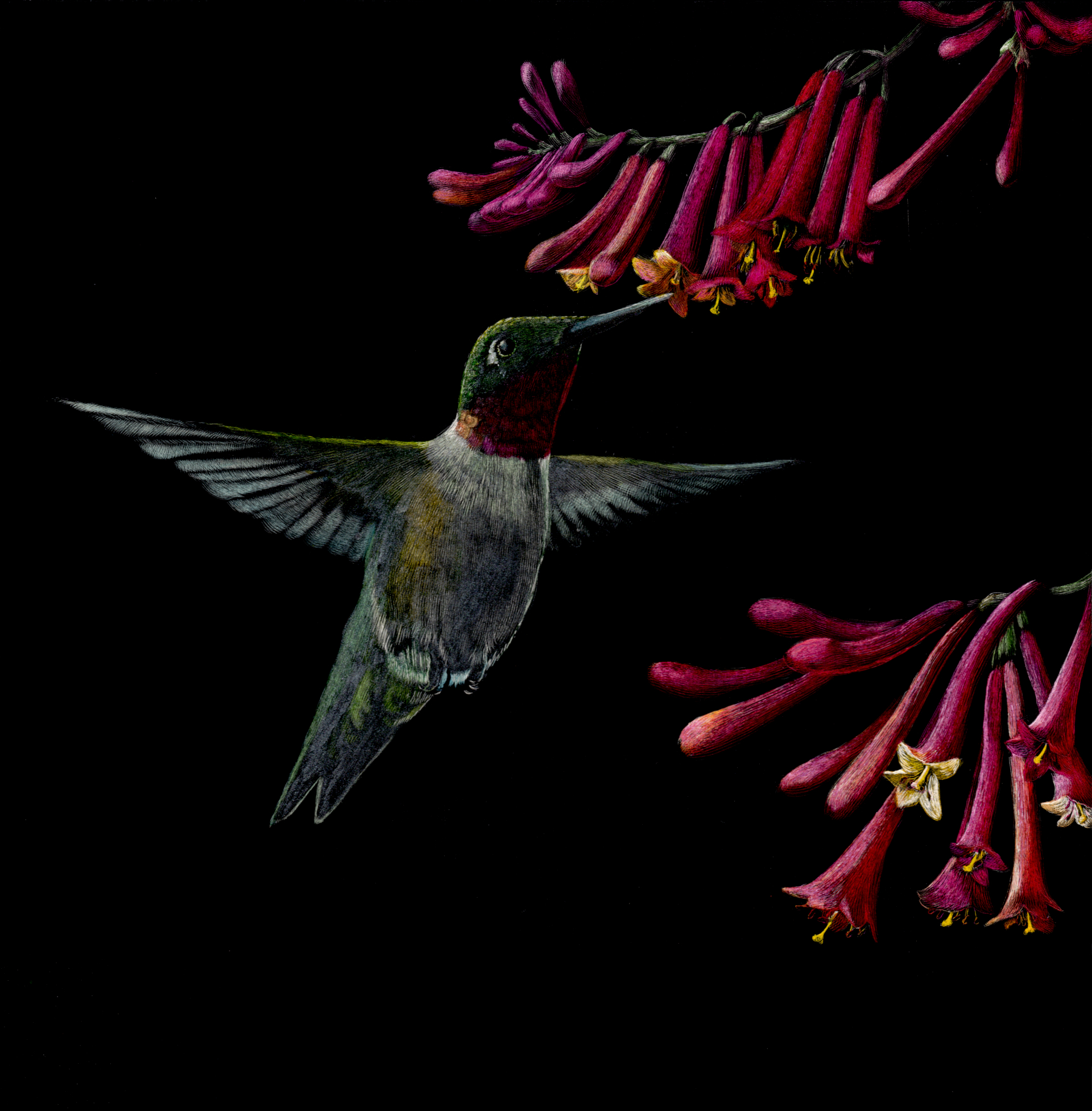 An image of a ruby throated hummingbird visiting red blossoms on a black background. The image is of artwork made by wildlife artist Lindsey Kiser.