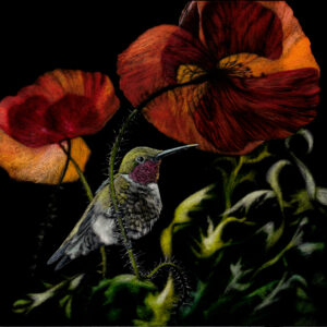 The image is of scratchboard artwork of a ruby throated hummingbird perched on a bending stem of a red poppy blossom with another poppy blossom in the background. The artwork is a direct engraving into scratchboard by Wildlife Artist Lindsey Kiser.