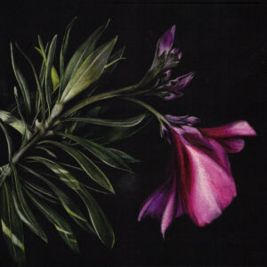 Image of Nerium Oleander, an artwork of Lindsey Kiser, of a blooming desert flower.