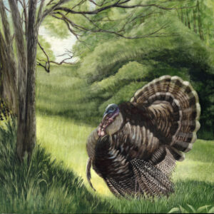The image shows an artwork of a Tom Turkey in full strut on a spring morning, Opening Day of Turkey Season. The pattern of every feather can be seen and the spring time greens virtually glow against his dark brown feathers. The artwork was created by wildlife artist Lindsey Kiser