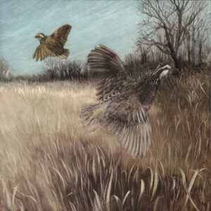 The image is of two bob white quail, a male and female, flushing into the sky from the native grasses of the field below with empty autumn branches in the distance. The image is of artwork created by wildlife artist Lindsey Kiser.