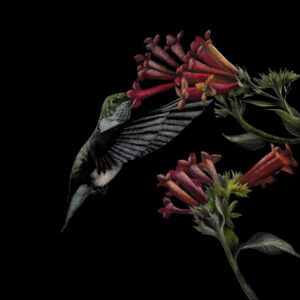 The image shows a square artwork rendered in scratchboard and ink by wildlife artist Lindsey Kiser. The artwork shows a female ruby throated hummingbird in profile taking a sip of nectar from a tubular red flower.