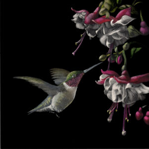 Male ruby throated hummingbird on black background reaching up and to the right toward a fuchsia red and white blossom. Artwork rendered in scratchboard and ink by award-winning Kentucky Wildlife Artist Lindsey Kiser.
