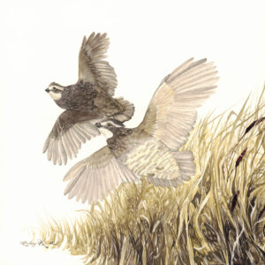 A pair of bobwhite quail are in flight headed upward and to the left of the square image plane. Golden native grasses appear in the bottom righthand corner of this 6" x 6" engraving into ink on clay by wildlife artist Lindsey Kiser.