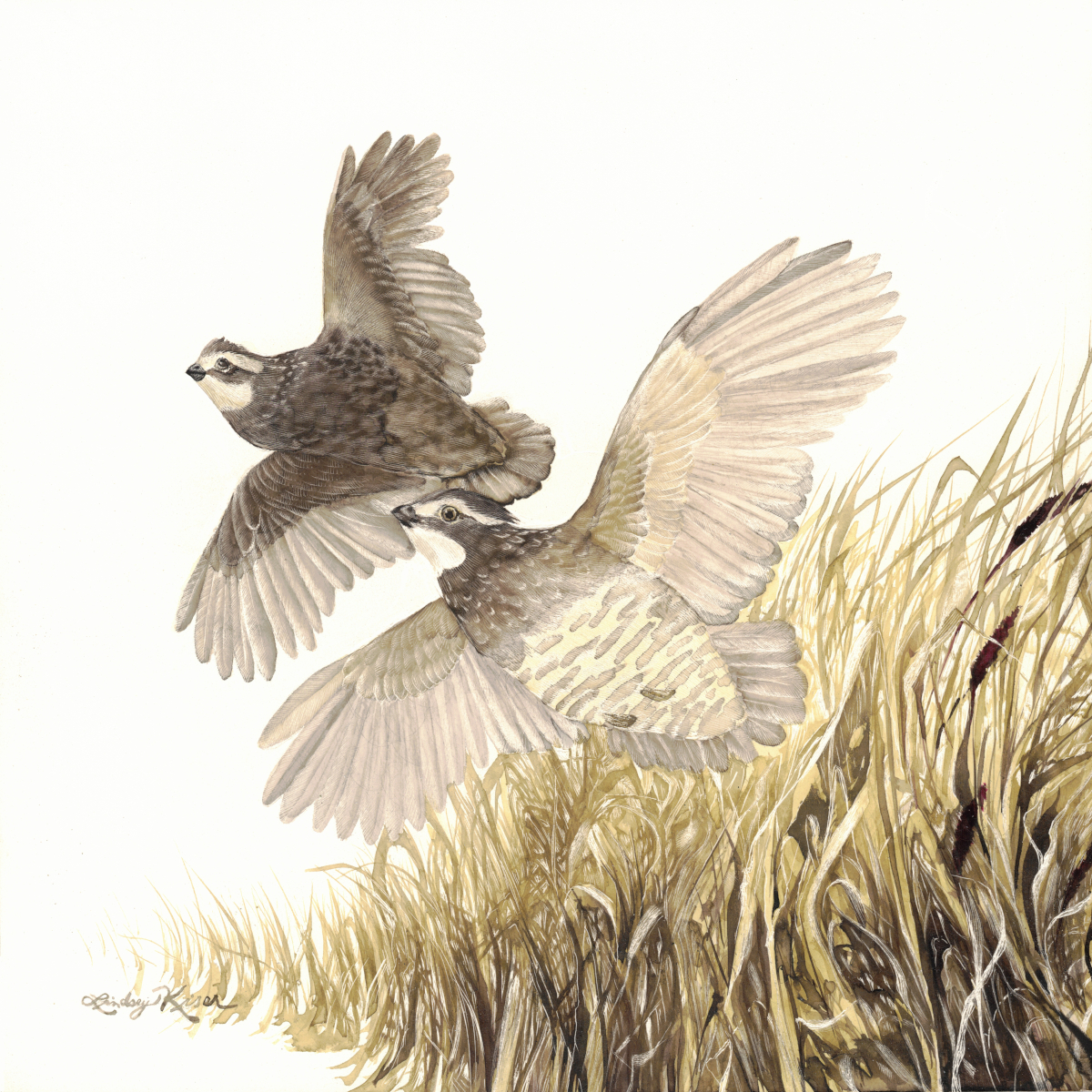 A pair of bobwhite quail are in flight headed upward and to the left of the square image plane. Golden native grasses appear in the bottom righthand corner of this 6" x 6" engraving into ink on clay by wildlife artist Lindsey Kiser.